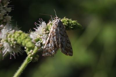 Elophila nymphaeata (Linnaeus, 1758)