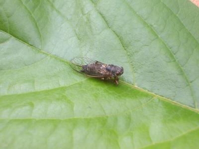 Cigalette pygmée (la) Tettigettula pygmea (Olivier, 1790)