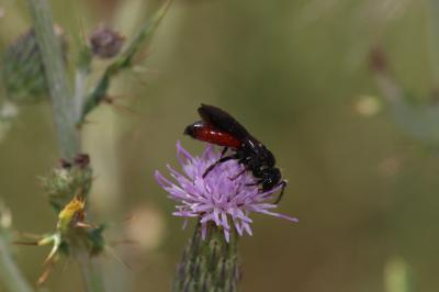  Sphecodes Latreille, 1804