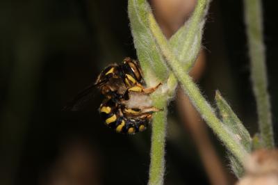  Anthidium Fabricius, 1804