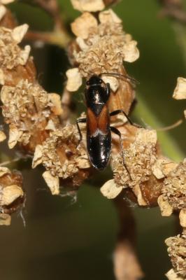  Pterotmetus staphyliniformis (Schilling, 1829)