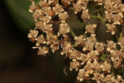  Pterotmetus staphyliniformis (Schilling, 1829)
