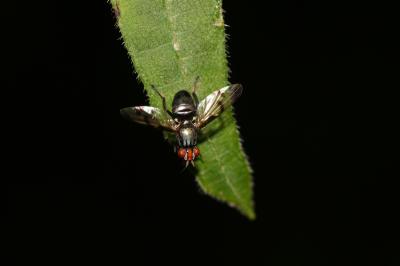  Herina germinationis (Rossi, 1790)