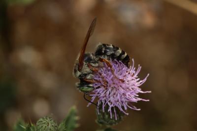  Tachytes etruscus (Rossi, 1790)