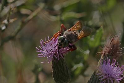  Tachytes etruscus (Rossi, 1790)
