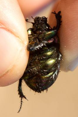 Géotrupe noir Sericotrupes niger (Marsham, 1802)