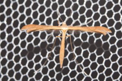  Stenoptilia pterodactyla (Linnaeus, 1760)