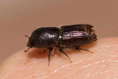  Ips typographus (Linnaeus, 1758)