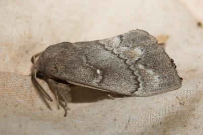 Bombyx du Pin (Le) Dendrolimus pini (Linnaeus, 1758)