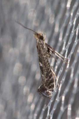  Parornix scoticella (Stainton, 1850)