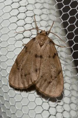 Ecaille gris-souris (L') Paidia rica (Freyer, 1858)