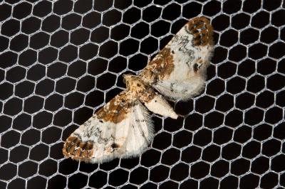 Eupithécie rouillée (L') Eupithecia breviculata (Donzel, 1837)