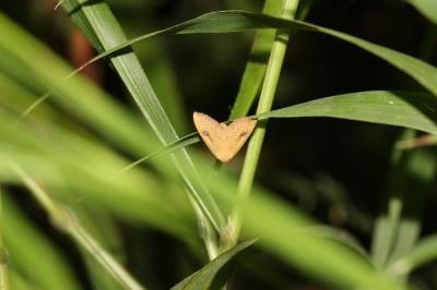 Soyeuse (La) Rivula sericealis (Scopoli, 1763)