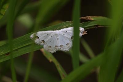 Acidalie ornée (L') Scopula ornata (Scopoli, 1763)
