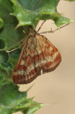  Pyrausta despicata (Scopoli, 1763)