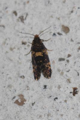  Diplodoma laichartingella (Goeze, 1783)