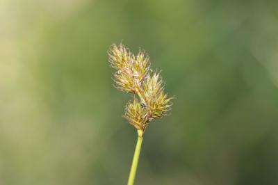 Laîche Patte-de-lièvre, Laîche des lièvres Carex leporina L., 1753