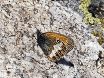 Céphale (Le), Arcanie (L') Coenonympha arcania (Linnaeus, 1760)