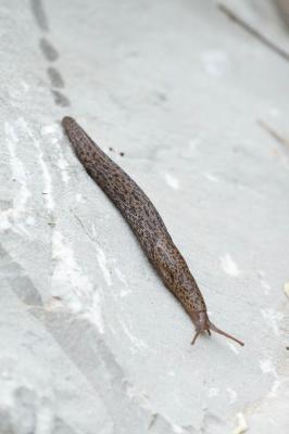 Limace léopard Limax maximus Linnaeus, 1758