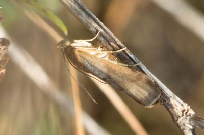  Pterothrixidia rufella (Duponchel, 1836)