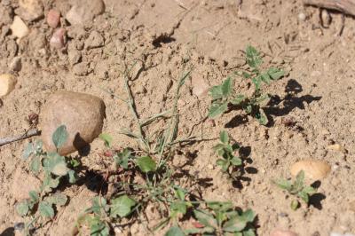 Éragrostis de Barrelier, Éragrostide de Barrelier Eragrostis barrelieri Daveau, 1894