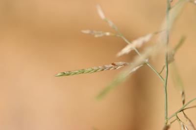Éragrostis de Barrelier, Éragrostide de Barrelier Eragrostis barrelieri Daveau, 1894