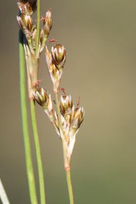 Jonc rude, Jonc raide, Brossière Juncus squarrosus L., 1753