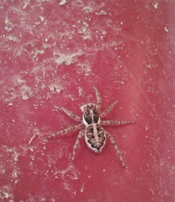  Menemerus semilimbatus (Hahn, 1827)