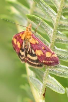  Pyrausta purpuralis (Linnaeus, 1758)