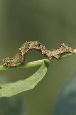 Collier blanc (Le) Acontia lucida (Hufnagel, 1766)
