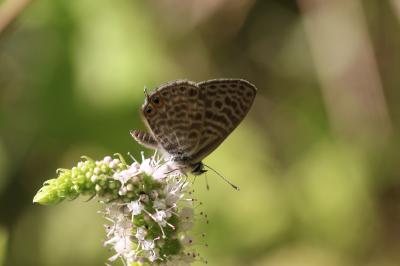 Azuré de la Luzerne (L'), Azuré de Lang (L'), Argu Leptotes pirithous (Linnaeus, 1767)