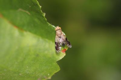  Tephritis pulchra (Loew, 1844)
