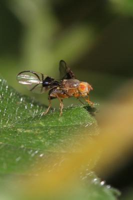  Anomoia purmunda (Harris, 1780)