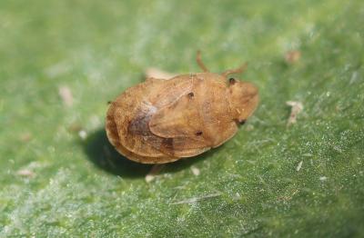  Sciocoris sulcatus Fieber, 1851