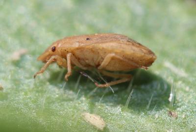  Sciocoris sulcatus Fieber, 1851