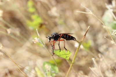  Dasypogon diadema (Fabricius, 1781)