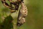 Vulcain (Le), Amiral (L'), Vanesse Vulcain (La), C Vanessa atalanta (Linnaeus, 1758)
