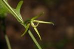 Rhagadiole comestible Rhagadiolus edulis Gaertn., 1791