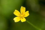 Rhagadiole comestible Rhagadiolus edulis Gaertn., 1791