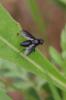  Paykullia maculata (Fallén, 1815)
