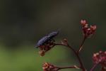  Lacon punctatus (Herbst, 1779)