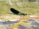 Caloptéryx occitan Calopteryx xanthostoma (Charpentier, 1825)