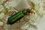  Cerocoma schaefferi (Linnaeus, 1758)