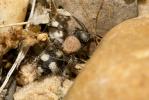  Dasylabris maura (Linnaeus, 1758)