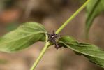 Dompte-venin noir Vincetoxicum nigrum (L.) Moench, 1802