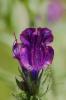 Vipérine à feuilles de plantain, Vipérine faux Pla Echium plantagineum L., 1771