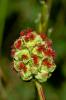 Pimprenelle à fruits réticulés Poterium sanguisorba L., 1753