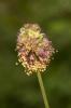 Pimprenelle à fruits réticulés Poterium sanguisorba L., 1753