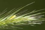 Orge faux seigle Hordeum secalinum Schreb., 1771