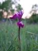  Anacamptis laxiflora x Serapias vomeracea 